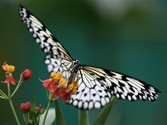 Papillon Idea leuconoe gordita.JPG