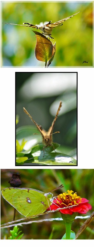 papillons 2 (305x800).jpg