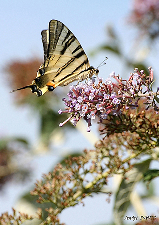 Papillon_Flambe_AD2.jpg