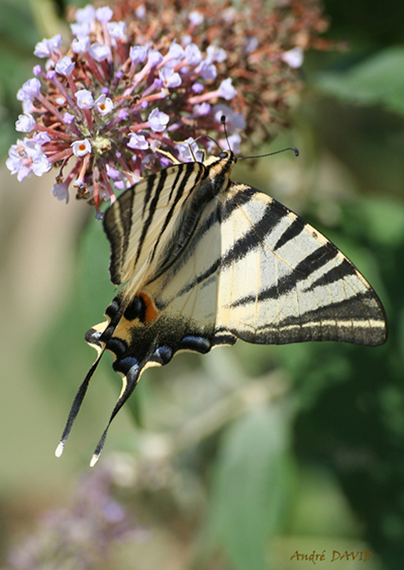 Papillon_Flambe_AD3.jpg