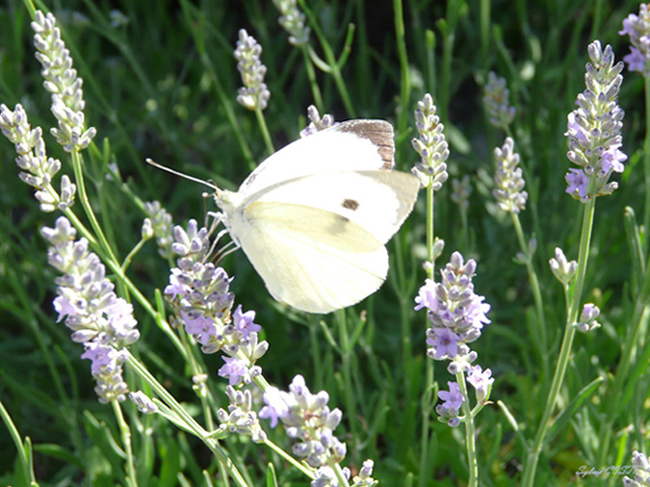 papillon 002.jpg