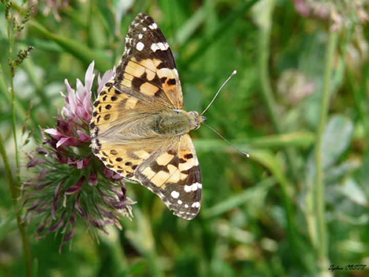papillon 003.jpg