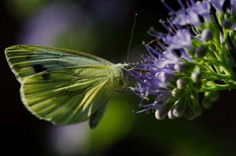 Papillon_01.jpg