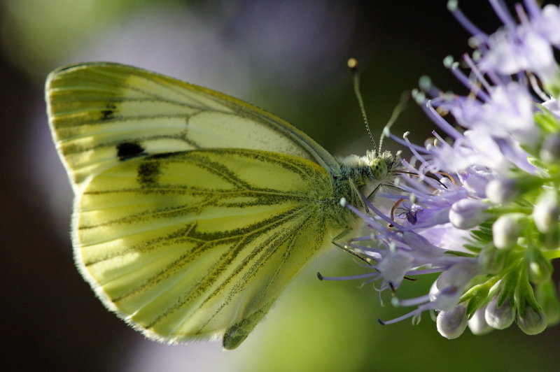 Papillon_02.jpg