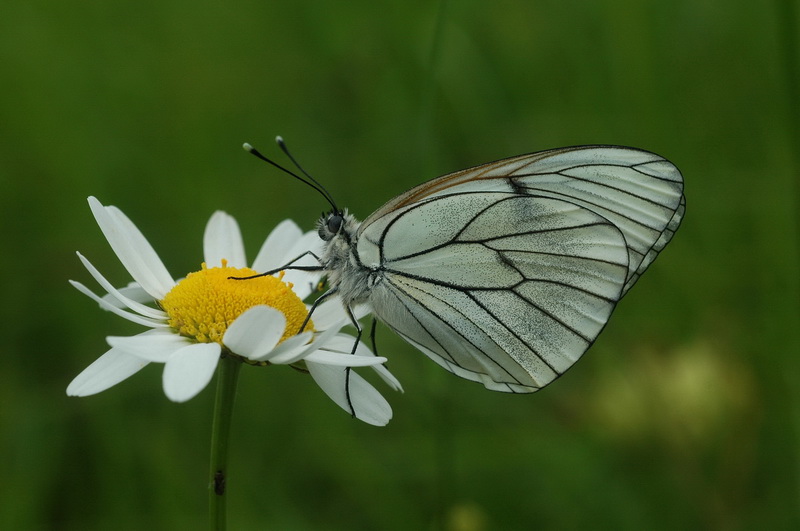 Papillon_1_Fabien_ZUNINO.JPG