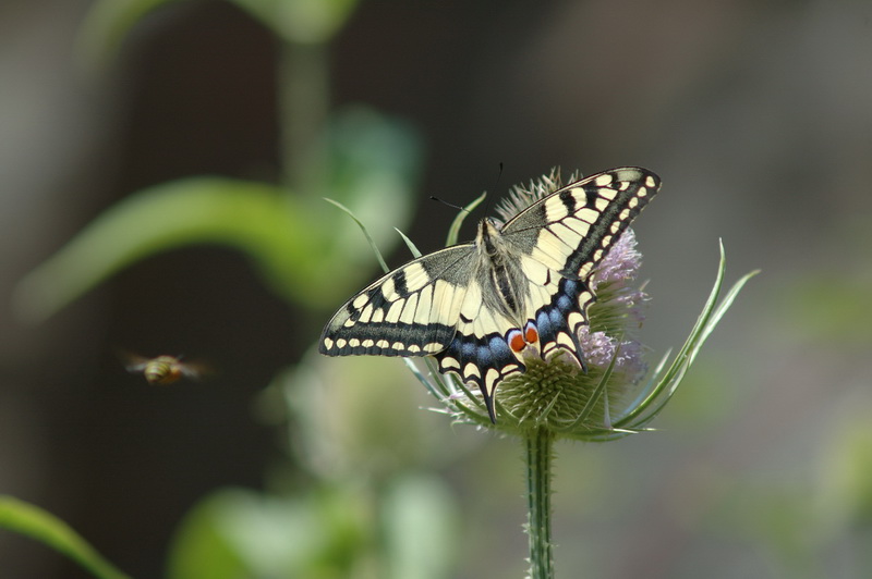 Papillon_3_Fabien_ZUNINO.jpg