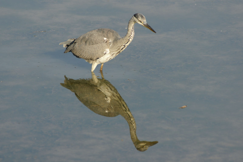 heron359.JPG
