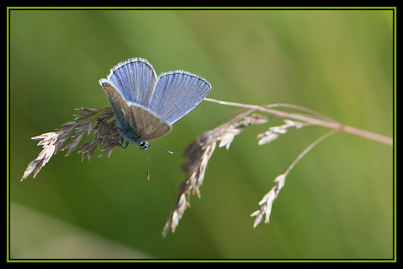 Argus  sur herbe.jpg