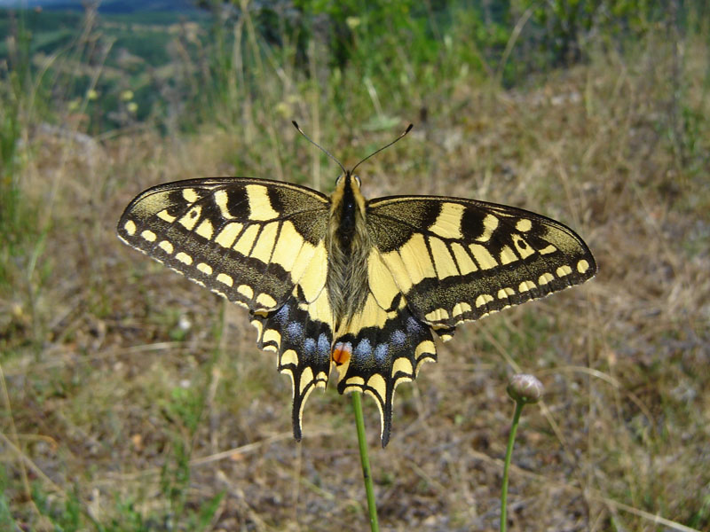 DSC06403 Machaon800.jpg