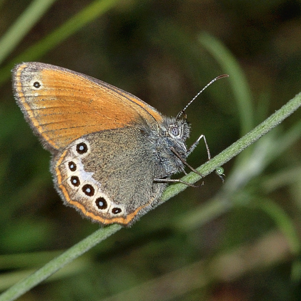 DSC_2926 Bis.jpg
