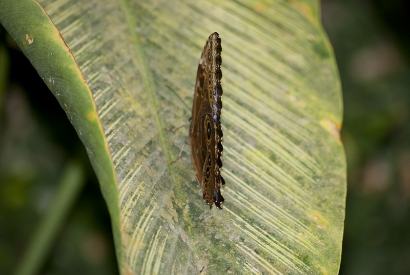papillon2.jpg