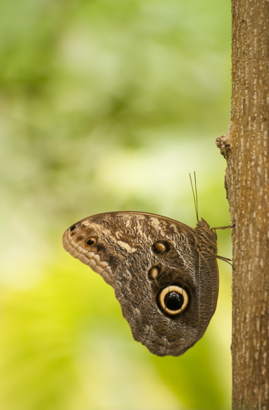 papillon3.jpg