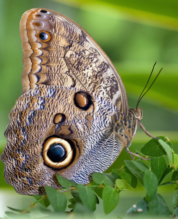 Papillon 1.jpg