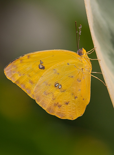 Papillon 2.jpg