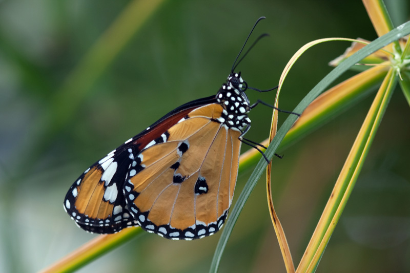 Papillon 3.jpg