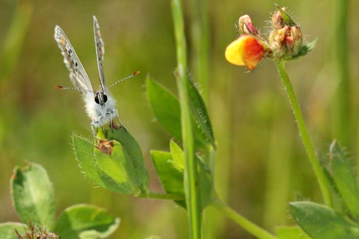 papillon 1.jpg