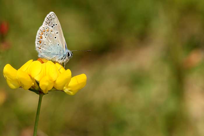 papillon 2.jpg