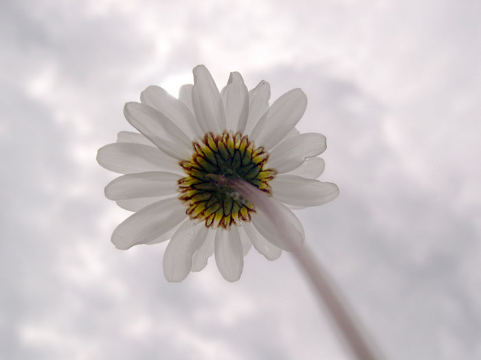 fleur14.JPG