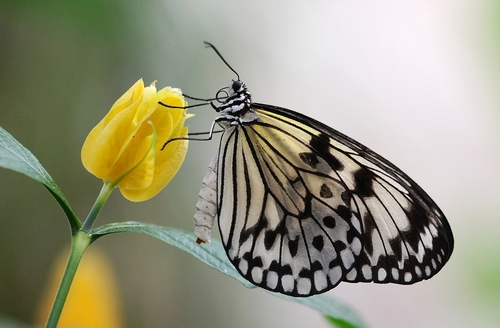 Elegante-a20908243.jpg