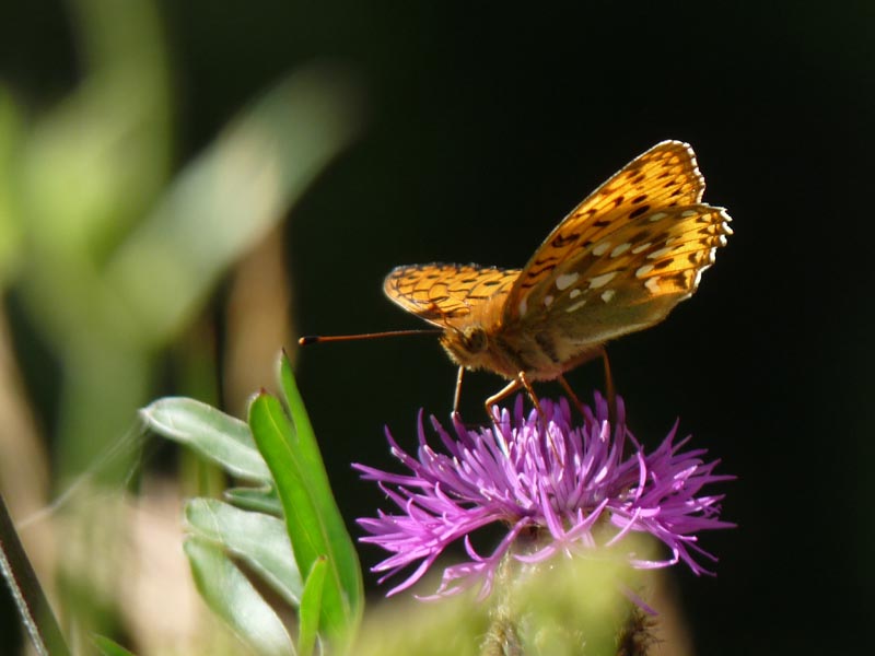 Papillon 1l.jpg