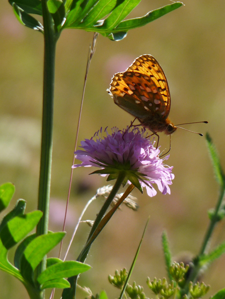 Papillon 6.jpg