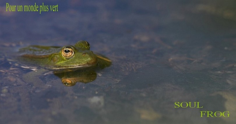 SOUL FROG.JPG