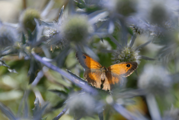 Papillon 2.jpg