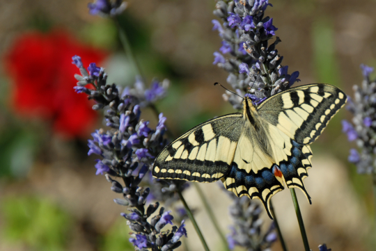 Papillon 1.jpg