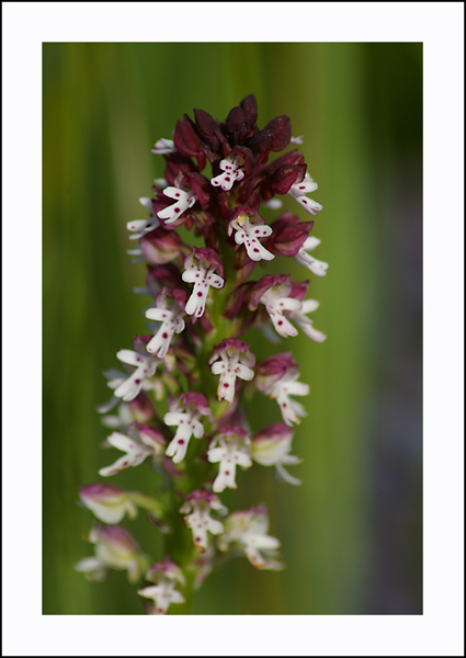 Orchis_brule.jpg