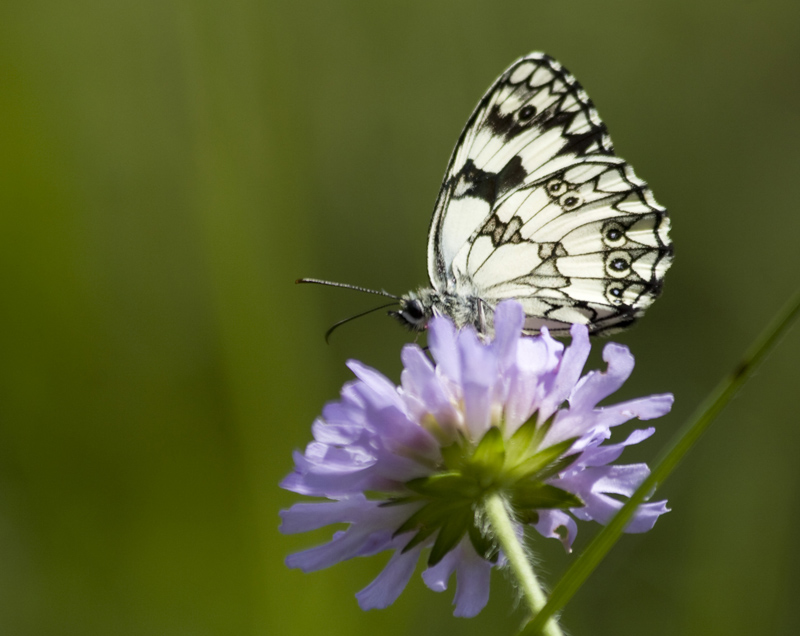 Papillon échiquier christa concours I&N web.jpg