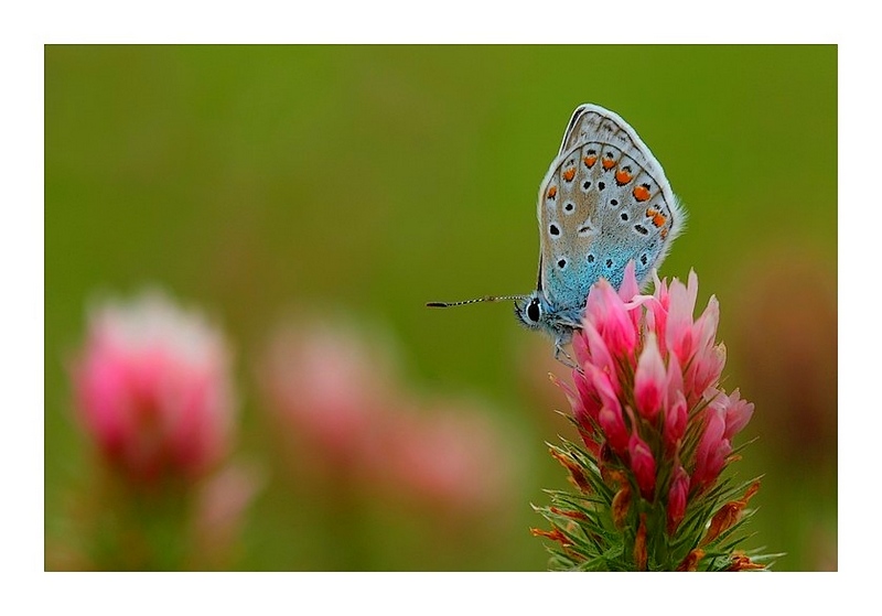 pink and blue 3web.jpg
