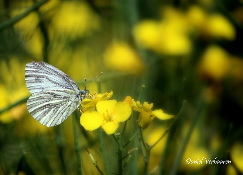 pieris brassicae.jpg