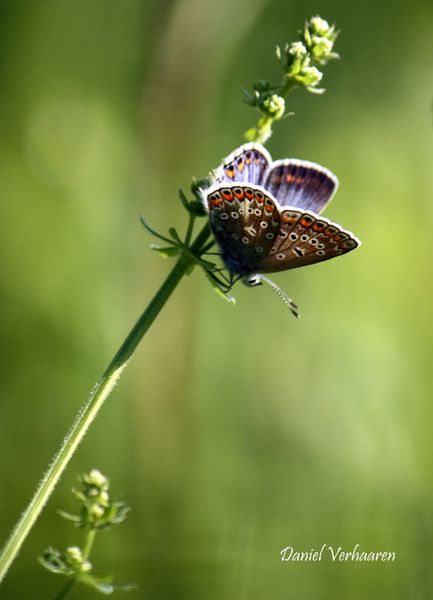 lysandra bellargus.jpg
