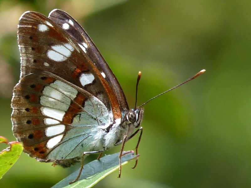 sylvain_azure_esterel_nareva_info.jpg