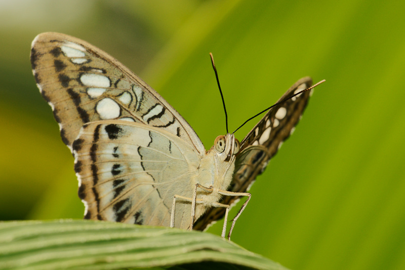 20090724-DSC02800-2.jpg
