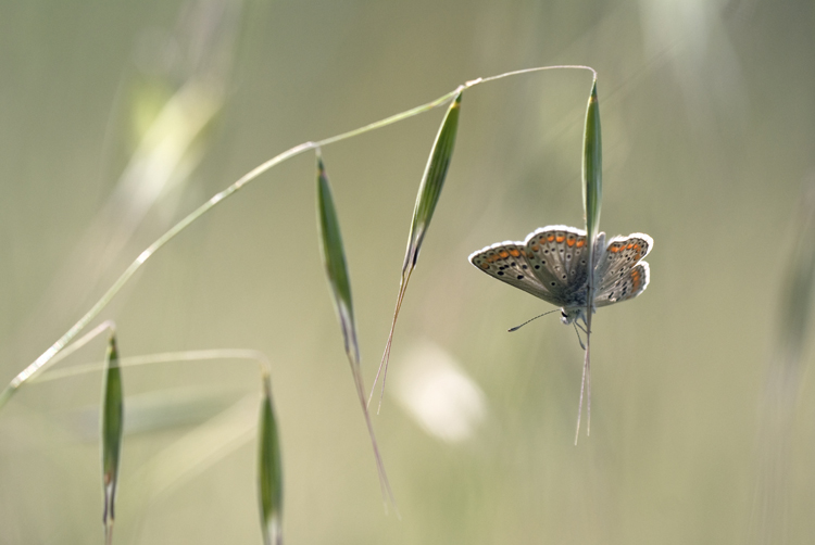 papillon2.jpg