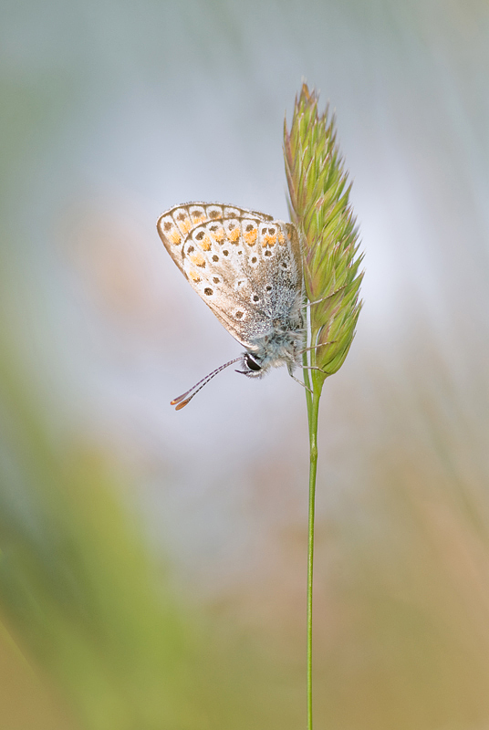 papillon01.jpg