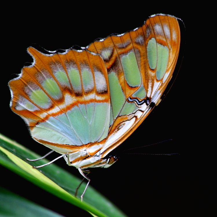 Le Malachite.JPG