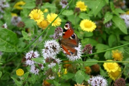 papillon (2).JPG