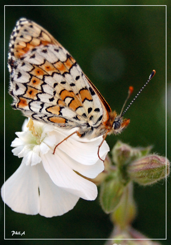 macro_20091905_1_s.jpg
