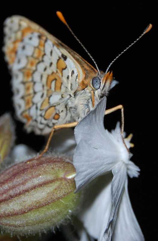 macro_20090512_5-s.jpg