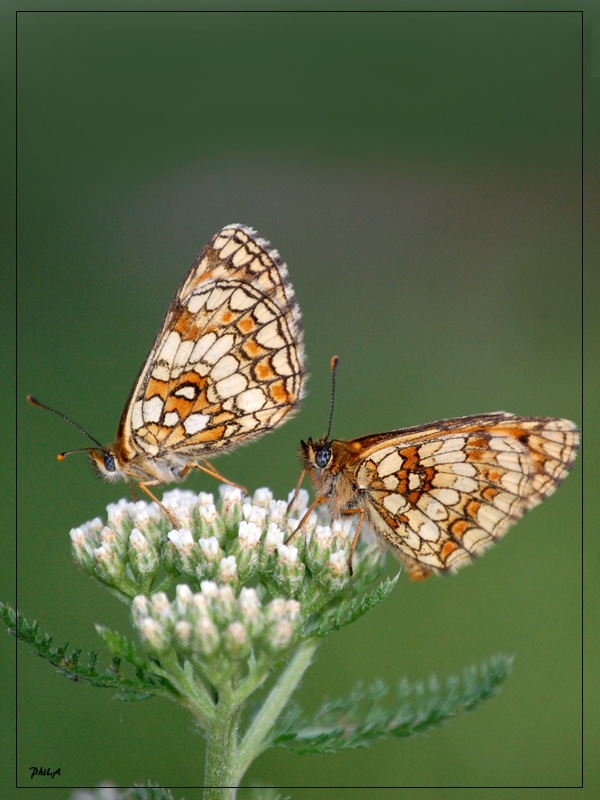 macro_20100613_12_s.jpg
