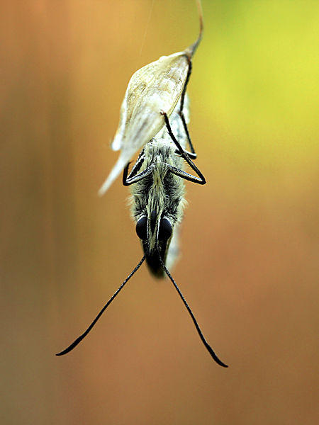 papillon 07.jpg