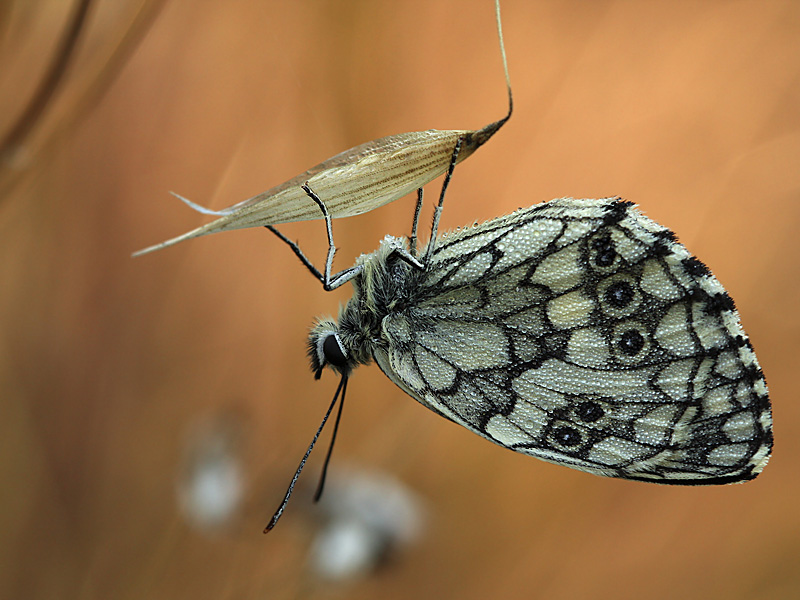 papillon 08.jpg