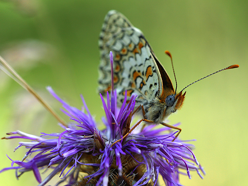 papillon 32.jpg