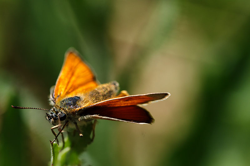 IMG_4665 800px.jpg