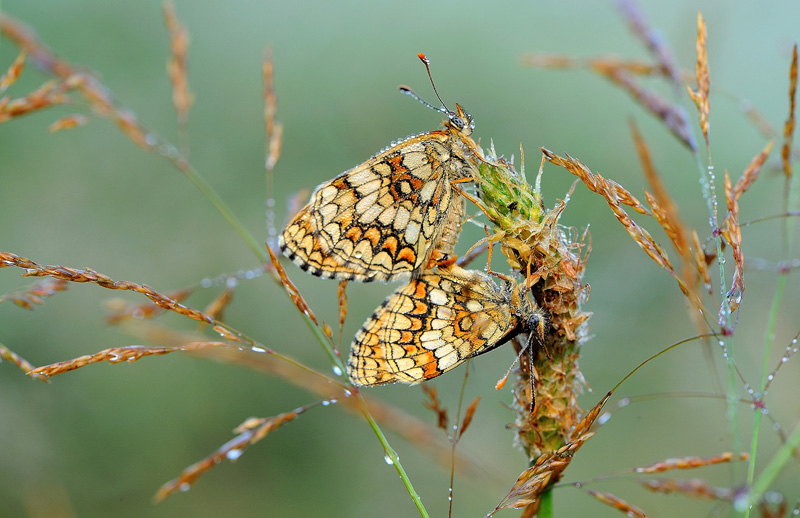 Papillon_4896.jpg