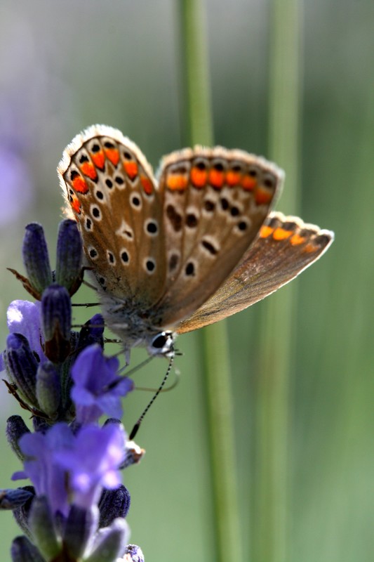 IMG_6455b.jpg