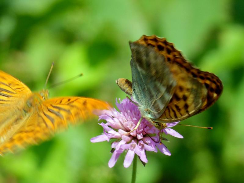 papillon 13.jpg