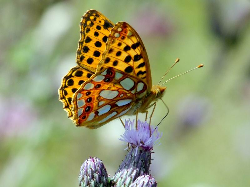 papillon 21.jpg